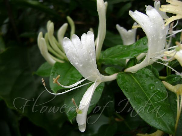 Japanese Honeysuckle